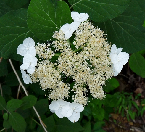 {Hydrangea cinerea}